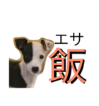 牛柄犬のつぶやき (アール君の幼少期)（個別スタンプ：23）