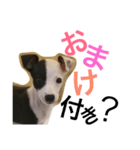 牛柄犬のつぶやき (アール君の幼少期)（個別スタンプ：36）