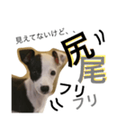 牛柄犬のつぶやき (アール君の幼少期)（個別スタンプ：40）