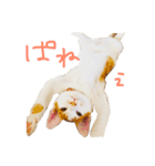 白たまとちる〜（個別スタンプ：1）
