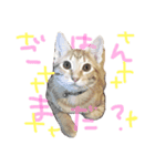 白たまとちる〜（個別スタンプ：6）