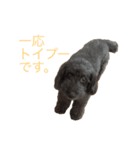 トイプードル ブラウン（個別スタンプ：2）