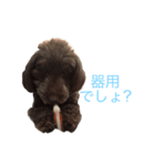 トイプードル ブラウン（個別スタンプ：3）
