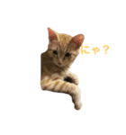 japanese cat - tora8（個別スタンプ：1）
