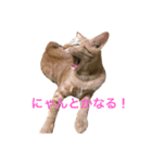 japanese cat - tora8（個別スタンプ：2）