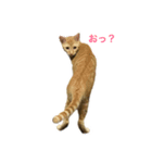 japanese cat - tora8（個別スタンプ：4）