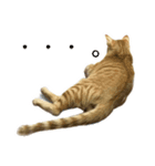 japanese cat - tora8（個別スタンプ：5）