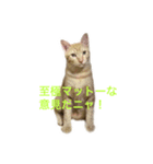 japanese cat - tora8（個別スタンプ：6）