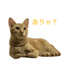 japanese cat - tora8（個別スタンプ：7）