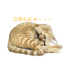 japanese cat - tora8（個別スタンプ：8）