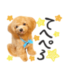 Puppy Poohちゃん（個別スタンプ：11）