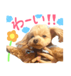Puppy Poohちゃん（個別スタンプ：16）