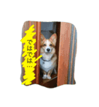 MJふく  2（個別スタンプ：5）