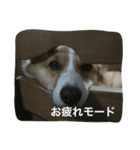 MJふく  2（個別スタンプ：8）