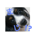 パピヨンのリロ♪（個別スタンプ：6）