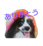 パピヨンのリロ♪（個別スタンプ：7）