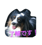 パピヨンのリロ♪（個別スタンプ：8）