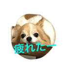 チワワのココアスタンプ（個別スタンプ：5）