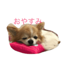 チワワのココアスタンプ（個別スタンプ：8）