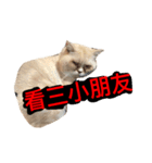 Fat ＆ Funny Cat（個別スタンプ：1）