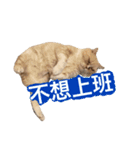 Fat ＆ Funny Cat（個別スタンプ：2）