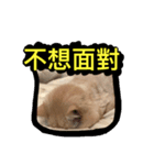 Fat ＆ Funny Cat（個別スタンプ：4）