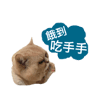 Fat ＆ Funny Cat（個別スタンプ：5）