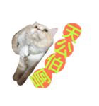 Fat ＆ Funny Cat（個別スタンプ：6）