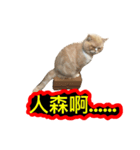 Fat ＆ Funny Cat（個別スタンプ：7）