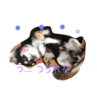 ぎんくんじゅのくん（個別スタンプ：4）