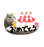 まいにちまるお（個別スタンプ：4）