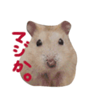 まいにちまるお（個別スタンプ：7）