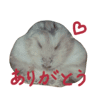 まいにちまるお（個別スタンプ：9）