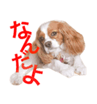 うちの犬。（個別スタンプ：1）