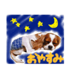 うちの犬。（個別スタンプ：2）