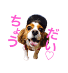 うちの犬。（個別スタンプ：4）