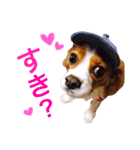 うちの犬。（個別スタンプ：6）