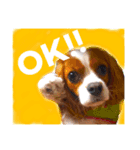 うちの犬。（個別スタンプ：7）
