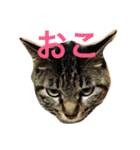 ふうちゃみりんもも（個別スタンプ：1）