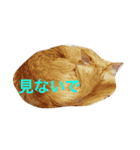ふうちゃみりんもも（個別スタンプ：2）