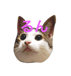 ふうちゃみりんもも（個別スタンプ：3）