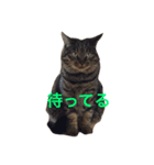 ふうちゃみりんもも（個別スタンプ：5）