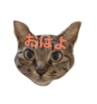 ふうちゃみりんもも（個別スタンプ：7）