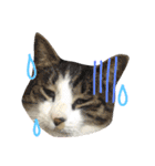 ねこのコロネさんとお友達。（個別スタンプ：1）