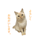 ねこのコロネさんとお友達。（個別スタンプ：3）