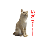 ねこのコロネさんとお友達。（個別スタンプ：4）