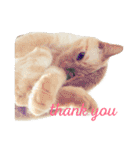 ねこのコロネさんとお友達。（個別スタンプ：5）