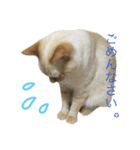 ねこのコロネさんとお友達。（個別スタンプ：6）