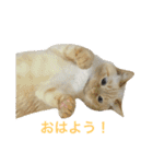 ねこのコロネさんとお友達。（個別スタンプ：7）