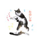 ねこのコロネさんとお友達。（個別スタンプ：8）